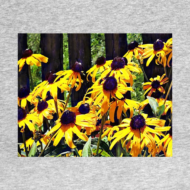 Black Eyed Susans by Fence by SusanSavad